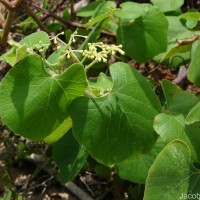 Cissus vitiginea L.